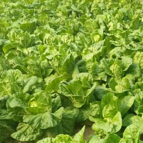 High Quality Green Chinese Cabbage For Global Distribution – Heirloom, Non-GMO, High Germination Organic Garden Seeds
