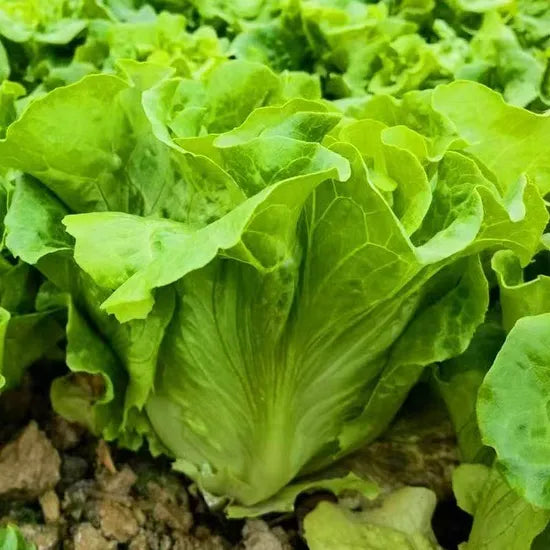 High Quality High Yield Lettuce heirloom non-gmo organic garden seeds