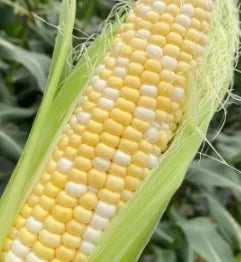 High Quality Hybrid Sweet Corn For Sale – Heirloom, Non-GMO, High Germination Organic Garden Seeds