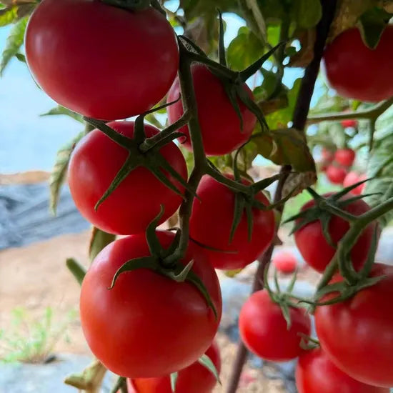 High Quality Indeterminate Cheap Price Tomato heirloom non-gmo organic garden seeds