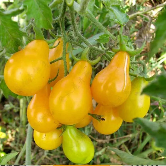 High Quality Lycopersicon Esculentum Annul Herb Flower heirloom non-gmo organic garden seeds