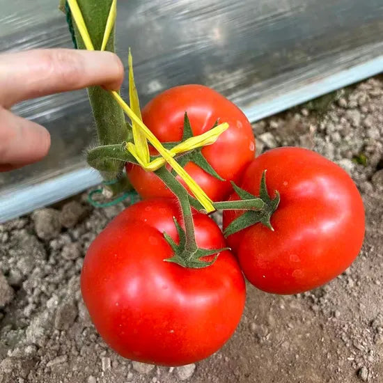 High Quality Mid Maturity Tomato For Sale heirloom non-gmo organic garden seeds