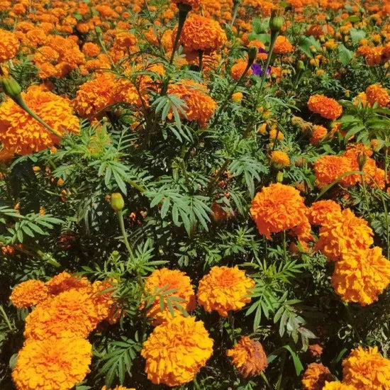 High Quality Marigold With Bright And Easy To Grow – Heirloom, Non-GMO, High Germination Organic Garden Seeds