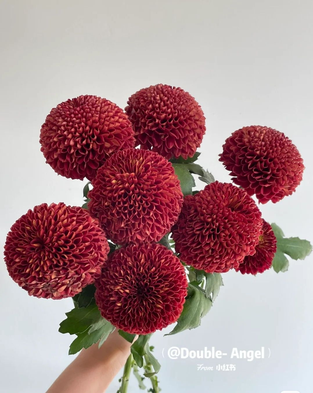 Chrysanthemum Plants