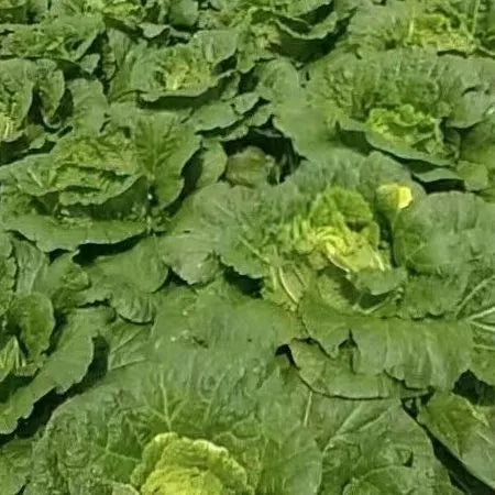 High Quality Resilient Chinese Cabbage For Cold Climates And Gardens heirloom non-gmo organic garden seeds