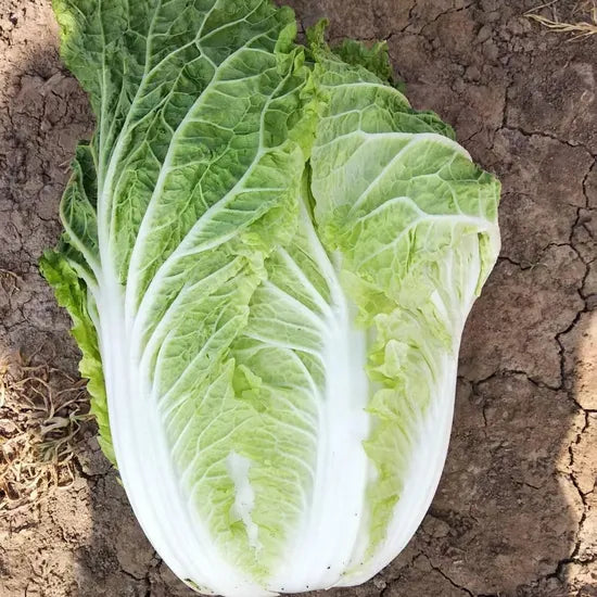 High Quality Resilient Chinese Cabbage For Cold Climates And Gardens – Heirloom, Non-GMO, High Germination Organic Garden Seeds