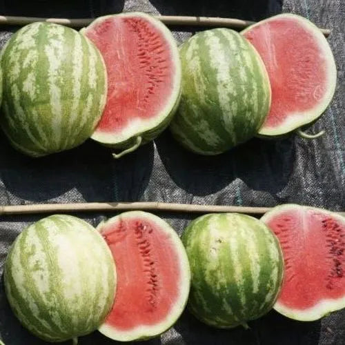High Quality Seedless Watermelon ((Semillas De Sandia) With Medium Resistance Traits heirloom non-gmo organic garden seeds