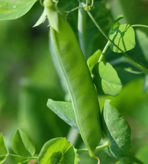 High Quality Snow Pea For Sowing heirloom non-gmo organic garden seeds