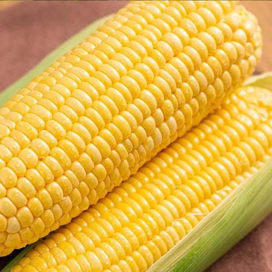 High Quality Sweet Corn For Sale – Heirloom, Non-GMO, High Germination Organic Garden Seeds