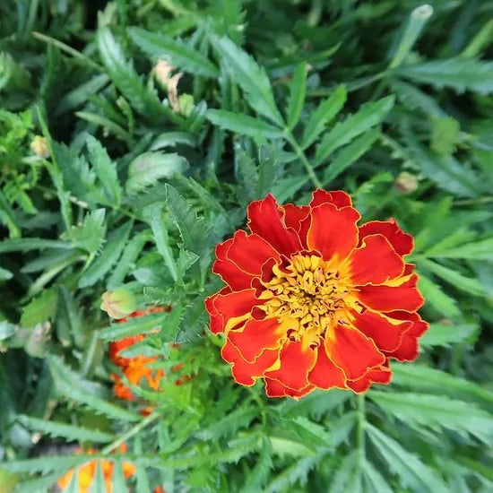 High Quality Variety Marigold, Disease Resistant Marigold Flower From Dried Flowers – Heirloom, Non-GMO, High Germination Organic Garden Seeds