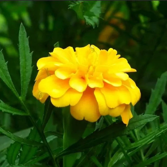 High Quality Variety Pest Resistant Yellow Marigold Flower – Heirloom, Non-GMO, High Germination Organic Garden Seeds
