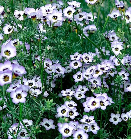 High Quality Variety Gilia Tricolor Annual Herb Flower heirloom non-gmo organic garden seeds