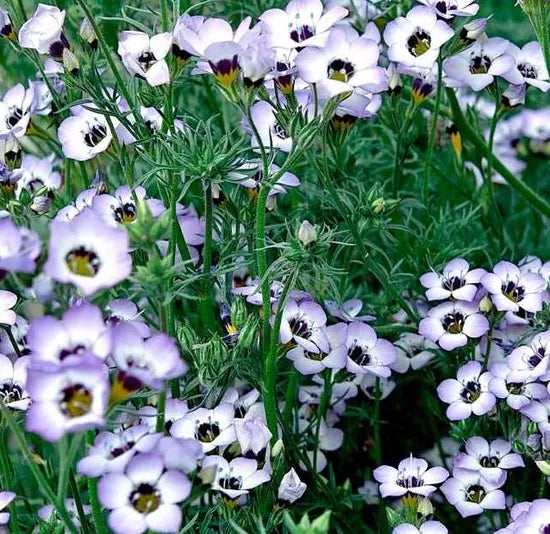 High Quality Variety Gilia Tricolor Annual Herb Flower – Heirloom, Non-GMO, High Germination Organic Garden Seeds