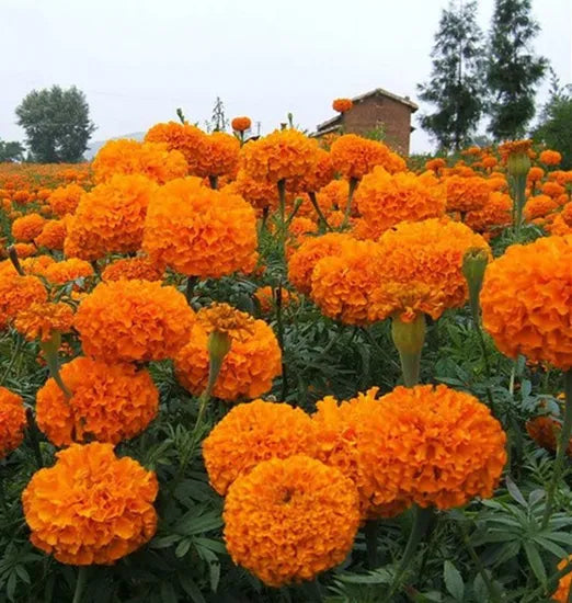 High Quality Variety Tall Marigold Flower Annual Herb Marigold Flower – Heirloom, Non-GMO, High Germination Organic Garden Seeds