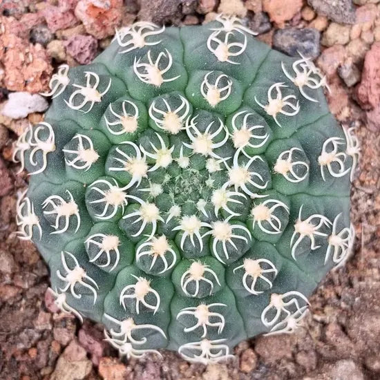 High Quality White Spined Succulent heirloom non-gmo organic garden seeds