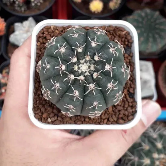 High Quality White Spined Succulent – Heirloom, Non-GMO, High Germination Organic Garden Seeds