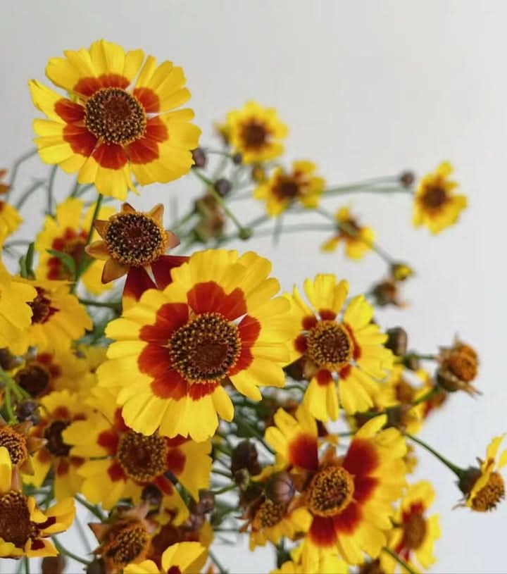 Sanvitalia Procumbens Flowering Seeds for Planting – Ground Cover with Bright Yellow Blooms