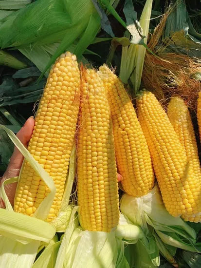 High Sugar Content Sweet Corn For Sowing – Heirloom, Non-GMO, High Germination Organic Garden Seeds