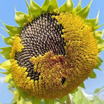 High Temperature Resistant Sunflower For Sowing heirloom non-gmo organic garden seeds