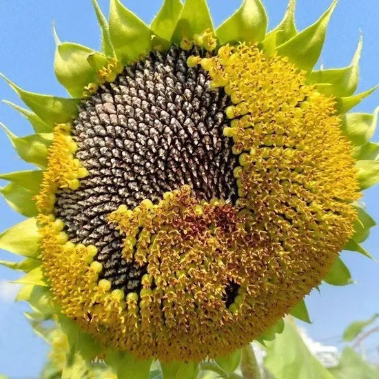 High Temperature Resistant Sunflower For Sowing heirloom non-gmo organic garden seeds