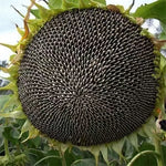 High Temperature And Humidity Sunflower For Sowing heirloom non-gmo organic garden seeds