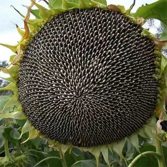 High Temperature And Humidity Sunflower For Sowing heirloom non-gmo organic garden seeds