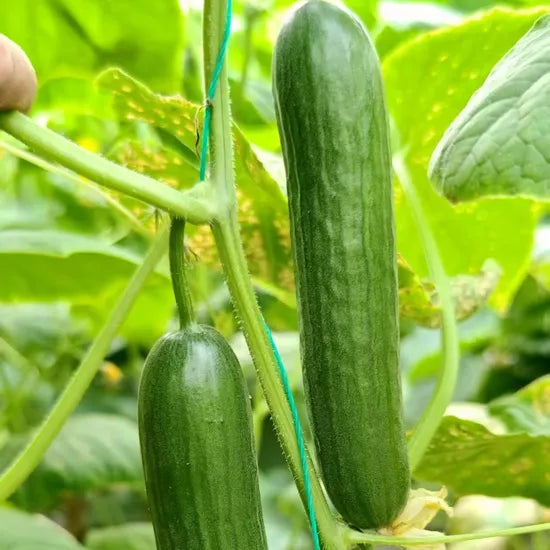 High Yield 18Cm Cucumber For Sale heirloom non-gmo organic garden seeds