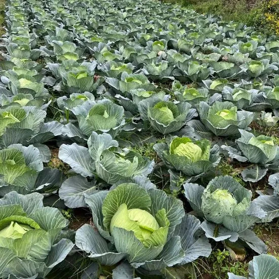 High Yield Days Cabbage For Quick Harvesting heirloom non-gmo organic garden seeds