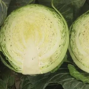 High Yield Days Cabbage For Quick Harvesting – Heirloom, Non-GMO, High Germination Organic Garden Seeds