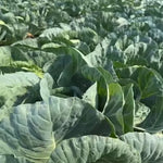 High Yield Days Hybrid Cabbage For Disease Resistance heirloom non-gmo organic garden seeds