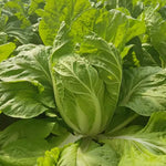 High Yield Chinese Cabbage Ideal For Home Gardens heirloom non-gmo organic garden seeds