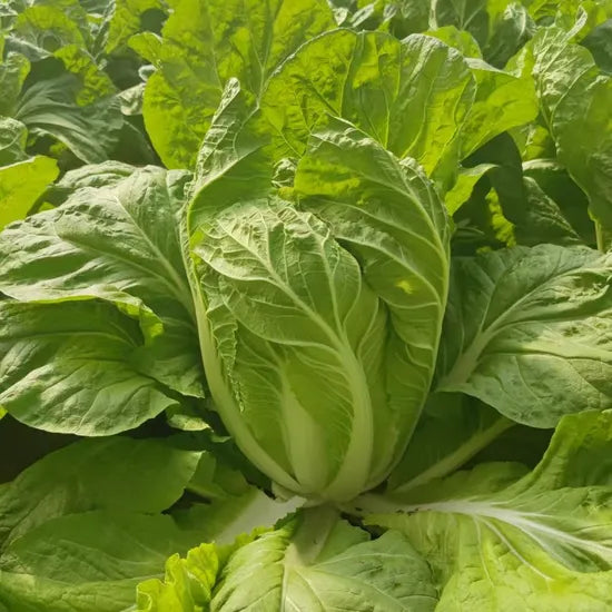 High Yield Chinese Cabbage Ideal For Home Gardens heirloom non-gmo organic garden seeds