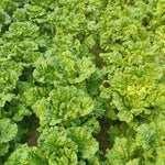 High Yield Chinese Cabbage For Sustainable Farming Solutions heirloom non-gmo organic garden seeds