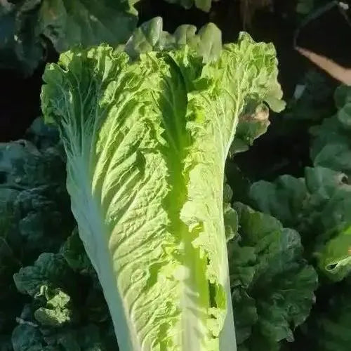 High Yield Chinese Cabbage For Sustainable Farming Solutions – Heirloom, Non-GMO, High Germination Organic Garden Seeds