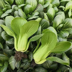 High Yield Cold Tolerance Pak Choi heirloom non-gmo organic garden seeds