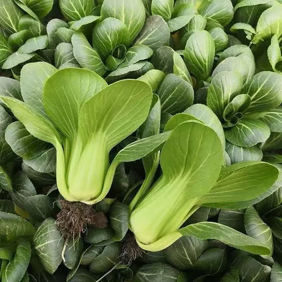 High Yield Cold Tolerance Pak Choi heirloom non-gmo organic garden seeds