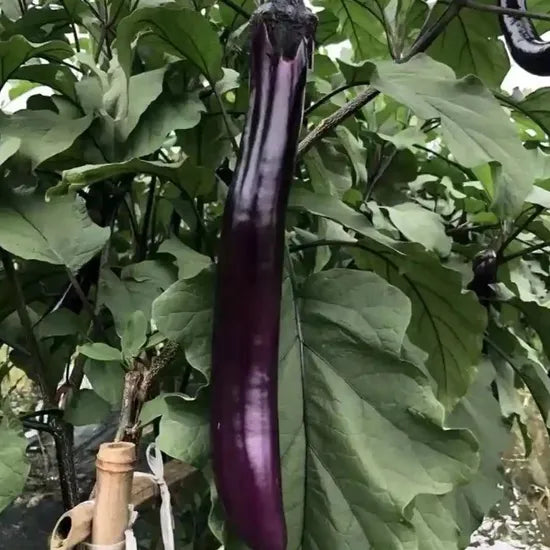 High Yield Eggplant For Sustainable Farming And Cultivation heirloom non-gmo organic garden seeds