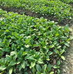 High Yield Fast Growth Spinach heirloom non-gmo organic garden seeds