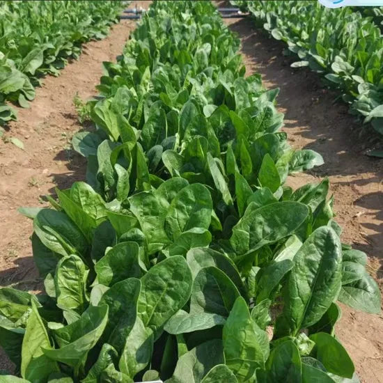 High Yield Fast Growth Spinach – Heirloom, Non-GMO, High Germination Organic Garden Seeds