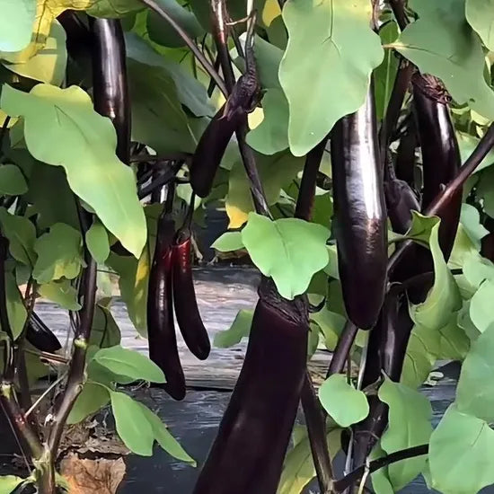 High Yield Good Adaptability Eggplant For Global Markets heirloom non-gmo organic garden seeds