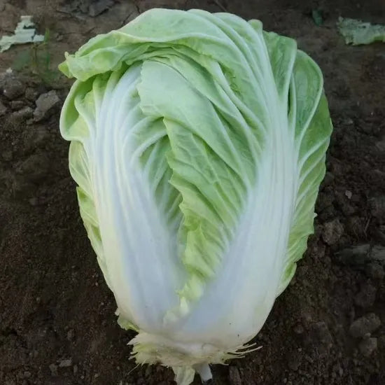 High Yield Heat Tolerant Chinese Cabbage For Farmers heirloom non-gmo organic garden seeds