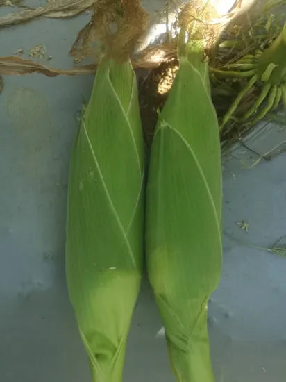 High Yield, High Ear Formation Rate Storage And Transportation Resistant Sweet Corn For Sale heirloom non-gmo organic garden seeds