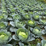 High Yield Hybrid Cabbage With Early Maturity Traits heirloom non-gmo organic garden seeds