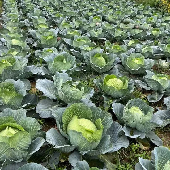 High Yield Hybrid Cabbage With Early Maturity Traits heirloom non-gmo organic garden seeds