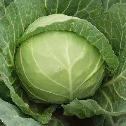 High Yield Hybrid Cabbage With Early Maturity Traits – Heirloom, Non-GMO, High Germination Organic Garden Seeds