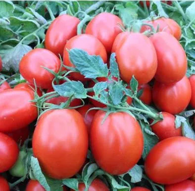 High Yield Hybrid Disease Resistant Semi Determinate Oval Shape Tomato heirloom non-gmo organic garden seeds
