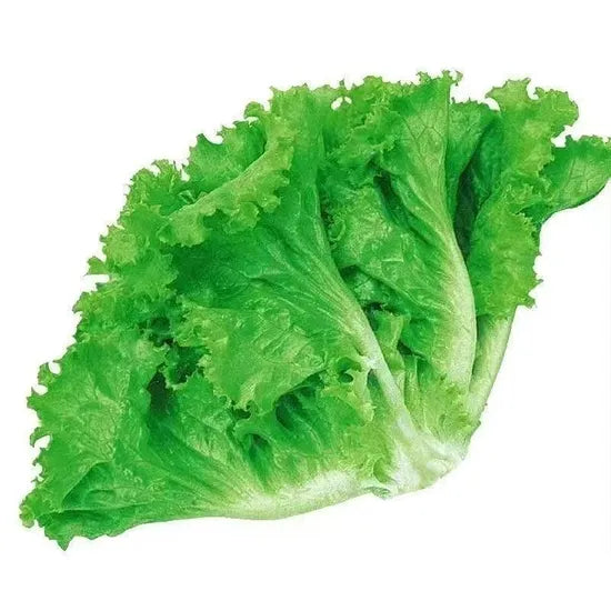 High Yield Shallow Root Type Lettuce heirloom non-gmo organic garden seeds