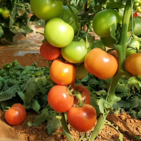 High Yield Strong Fruit Setting Ability Tomato For Sowing heirloom non-gmo organic garden seeds