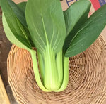 High Yield And Premium Quality Pak Choi heirloom non-gmo organic garden seeds