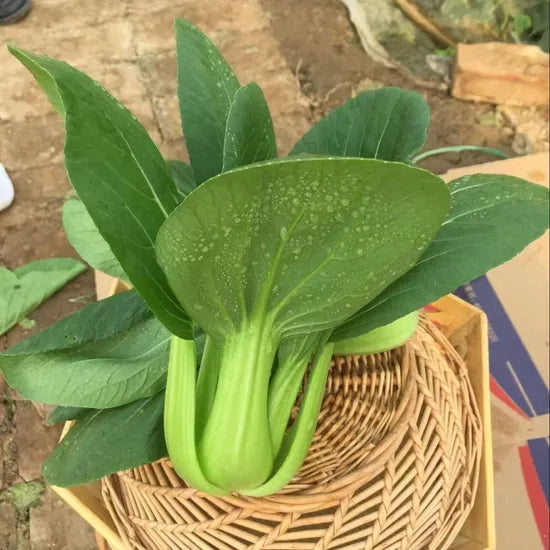High Yield And Premium Quality Pak Choi – Heirloom, Non-GMO, High Germination Organic Garden Seeds